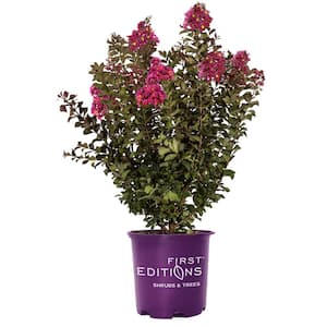 7 Gal. Plum Magic Crape Myrtle Flowering Shrub with Fuschia Pink Flowers