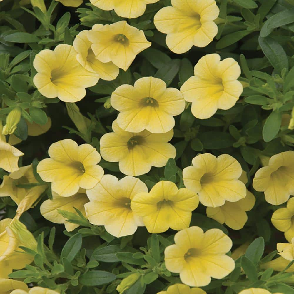 4 in. Yellow Calibrachoa Plant 23220 - The Home Depot