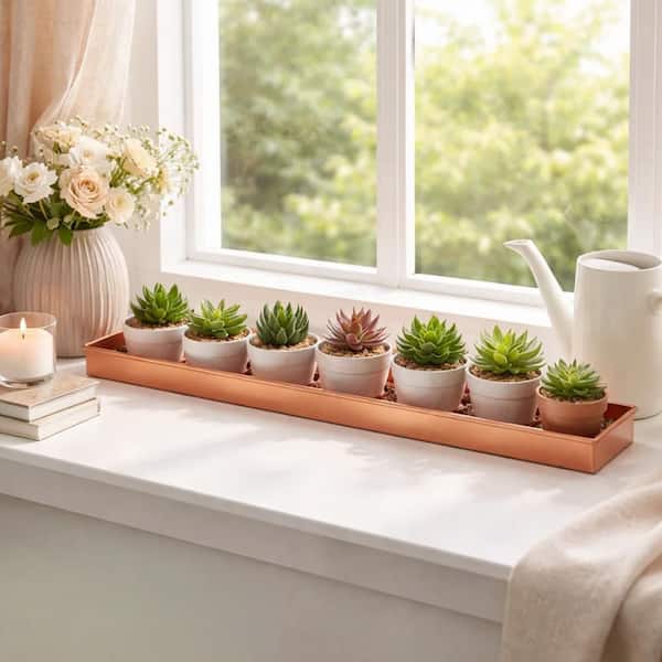 lucky bamboo to buy Golden Lucky Bamboo | Dracaena Sanderiana 'Aurea'