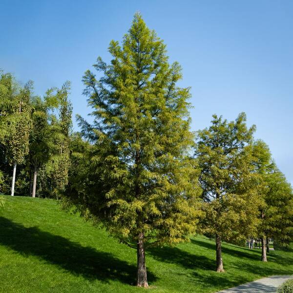 Bald Cypress Shade Tree