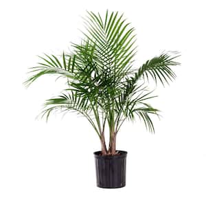 Majesty Palm Plant in 9.25 in. Grower Pot