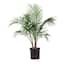 United Nursery Cat Palm Chamaedorea cataractarum Plant in 9.25 inch ...