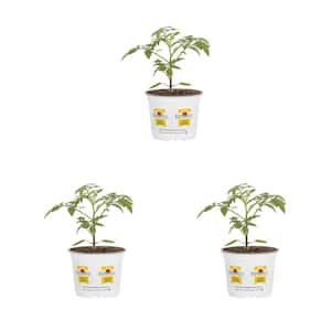 1.5 qt. Burpee Edible Tomato Early Girl Plus Red Vegetable Plant (3-Pack)