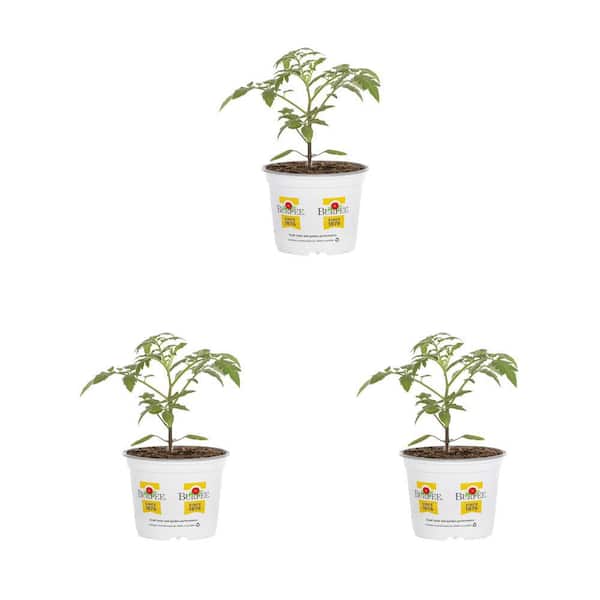 Burpee 1.5 qt. Burpee Edible Tomato Early Girl Plus Red Vegetable Plant (3-Pack)