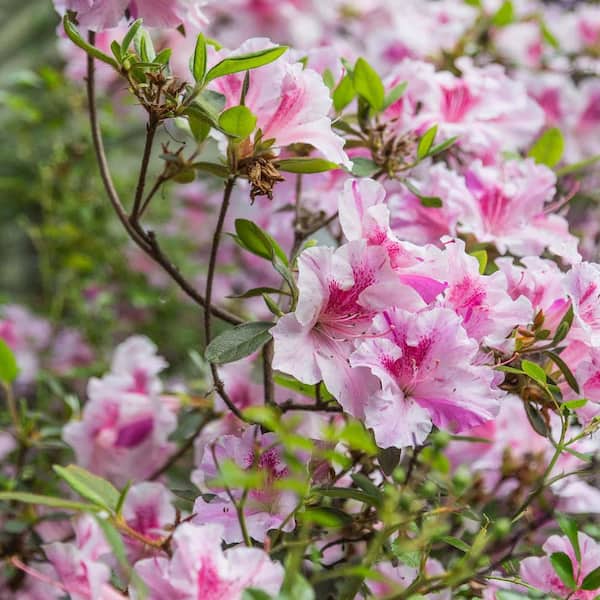 3 Gal. Encore Autumn Twist Azalea Evergreen Shrub with Pink and