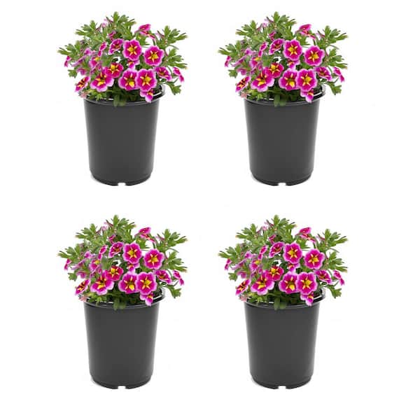 2.5 Qt. Calibrachoa Bumble Bee Pink Annual Plant with Pink and Yellow Bicolor Flowers-4-Pack