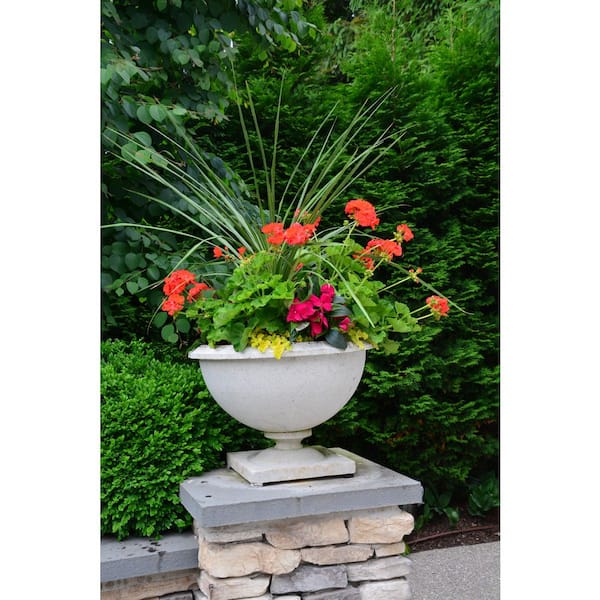 メイフラワーカンパニー MASTERPIECE FLOWER COMPANY 1 Pint Dracaena Spike Annual Plant with