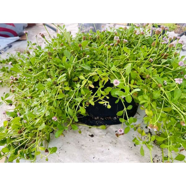 Phyla Canescens with Purple Flowers