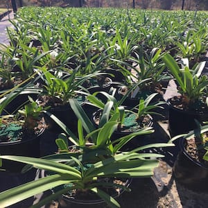 3 Gal. Blue Lily Of The Nile African's Agapanthus Shrub with Blue Flowers