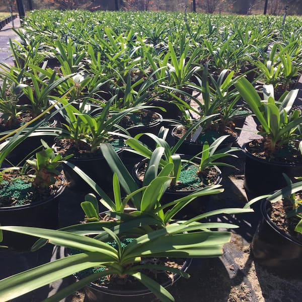 3 Gal. Blue Lily Of The Nile African's Agapanthus Shrub with Blue Flowers