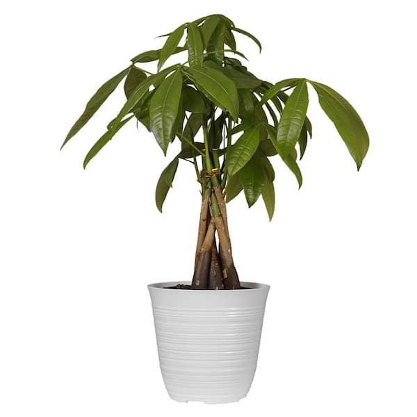 United Nursery 14 In To 16 In Tall Money Tree Pachira Plant In 6 In White Decor Pot 74356 The Home Depot