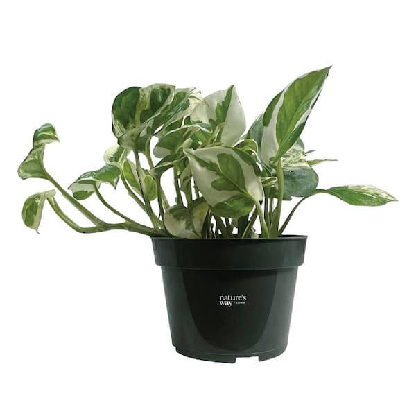 NATURE'S WAY FARMS Pothos N-Joy Live Indoor Plant in Growers Pot Avg Shipping Height 10 in. Tall