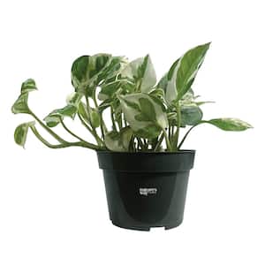 Pothos N-Joy Live Indoor Plant in Growers Pot Avg Shipping Height 10 in. Tall