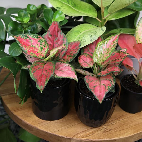 siam aurora aglaonema Aglaonema 'Siam Aurora' Variegated (wk17-UV) – Rare Plant Fairy main image 0