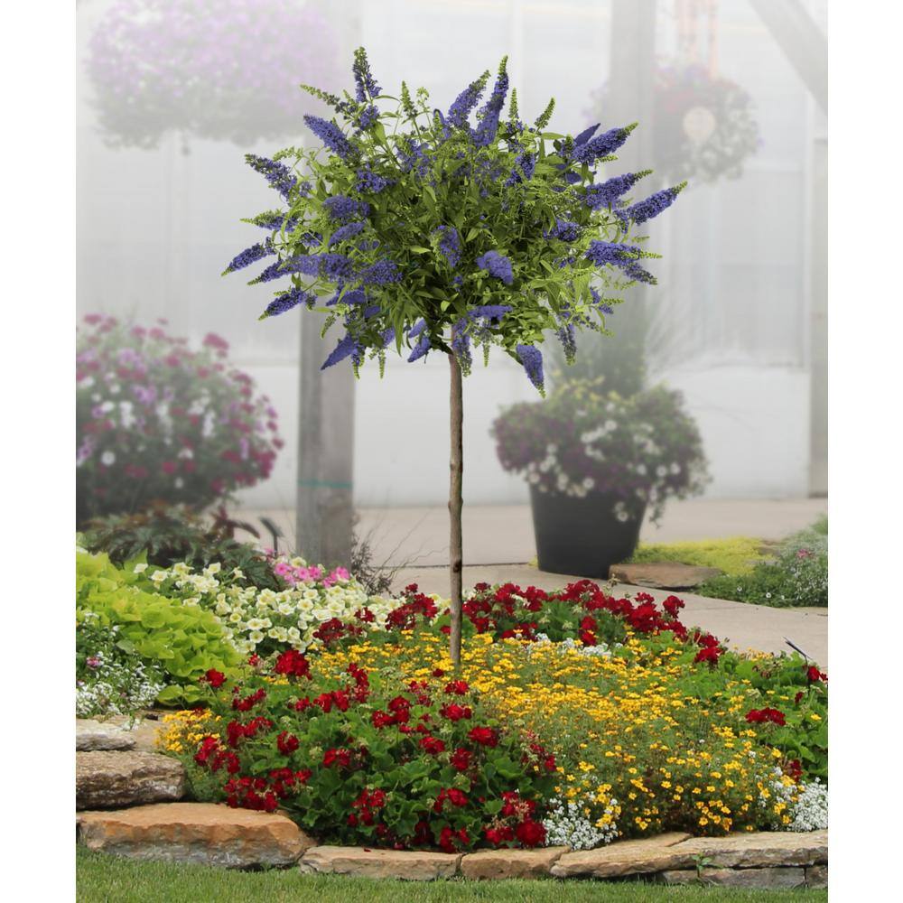 True Blue Butterfly Bush with Purple Flowers, 1 Quart