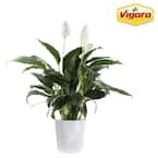 10 in. Spathiphyllum Peace Lily in White Plastic Deco Pot
