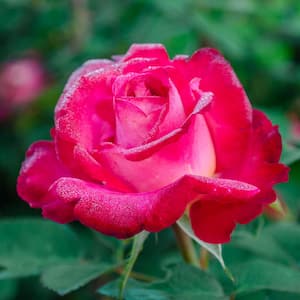 Dick Clark Grandiflora Rose, Live Bareroot Plant, Red Color Flowers (1-Pack)