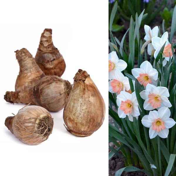 Daffodil Pink Charm Bulbs (100-Pack)