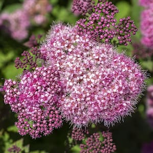 2 Qt. Bloomables Spiraea Empire Ice Dragon Shrub with Pink Flowers in Stadium Pot