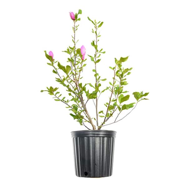 Perfect Plants 3 Gal. Alexandrina Magnolia Tree in Grower's Pot, Large Pink Blooms in Early Spring