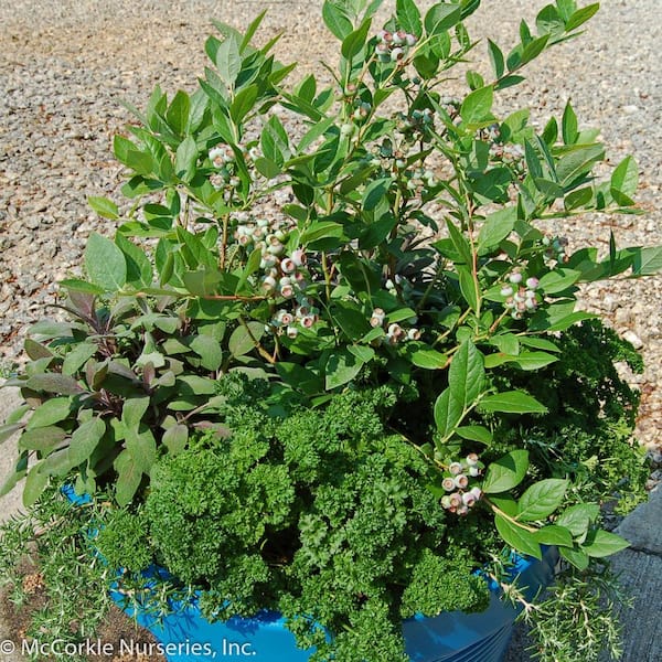 2 Gal. Blue Suede Blueberry (Southern Highbush) Bush, Fruit-Bearing Live Shrub.