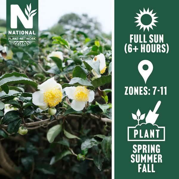 national PLANT NETWORK 1 gal. Brew-Tea-Ful Camelia Sinensus Shrub HD2055 -  The Home Depot