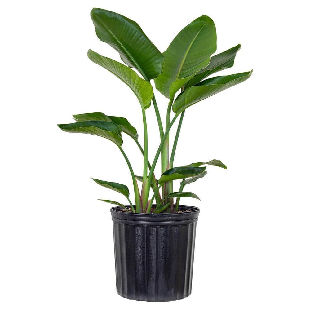 United Nursery White Bird of Paradise Live Indoor Strelitzia Nicolai Plant Shipped in 9.25 inch Grower Pot 23522 - The Home Depot