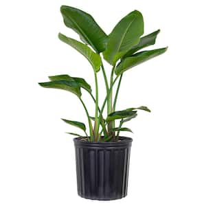 White Bird of Paradise Live Indoor Strelitzia Nicolai Plant Shipped in 9.25 inch Grower Pot