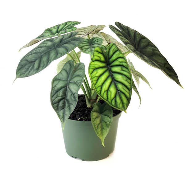 national PLANT NETWORK 4 in. Alocasia Dragon Scale Elephant Ear Plant in Grower Container