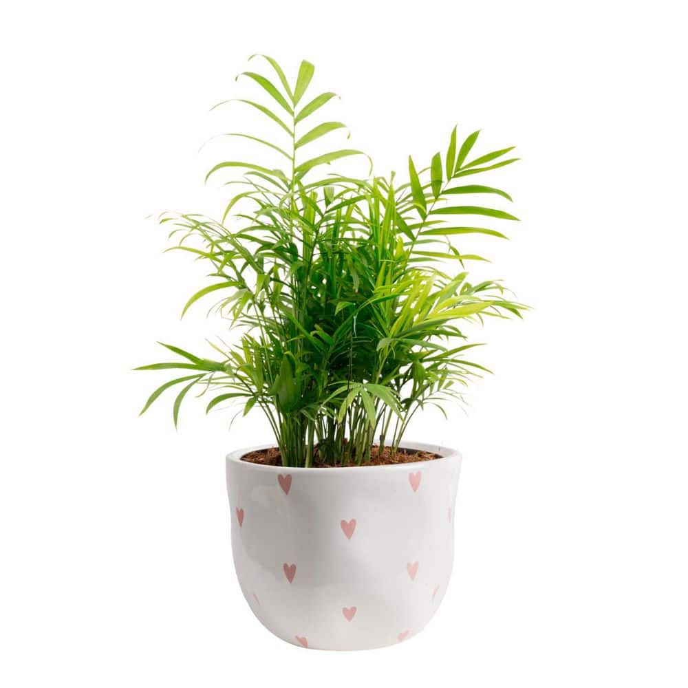 Neanthebella Palm Indoor Plant in 6 in. White and Pink Hearts Ceramic Planter, Avg Shipping Height 1-2 ft. Tall price history on PriceWatchPro