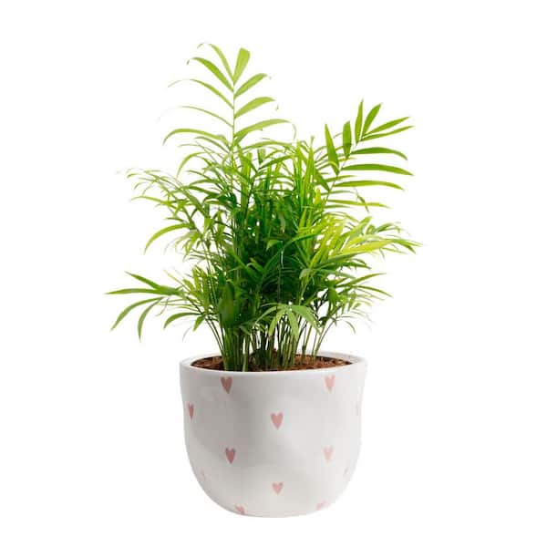Costa Farms Neanthebella Palm Indoor Plant in 6 in. White and Pink Hearts Ceramic Planter, Avg Shipping Height 1-2 ft. Tall