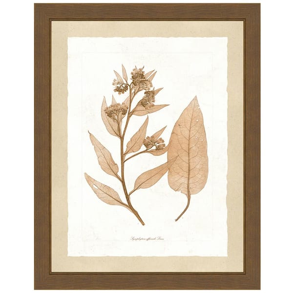 Vintage Print Gallery "Delicate Botany Herbarium I" Framed Archival Paper Wall Art (20 in. x 24 in. in full size)