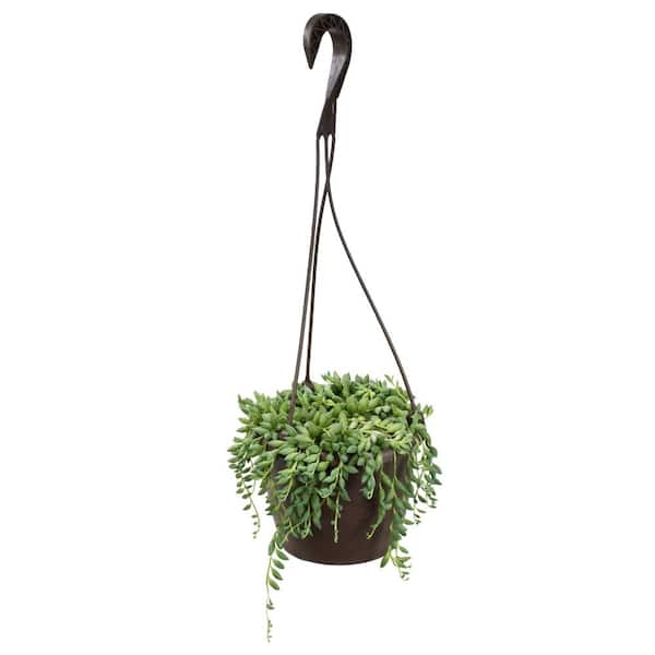 Altman Plants 6 In Senecio Hybrid Raindrops Hanging Basket 058 The Home Depot