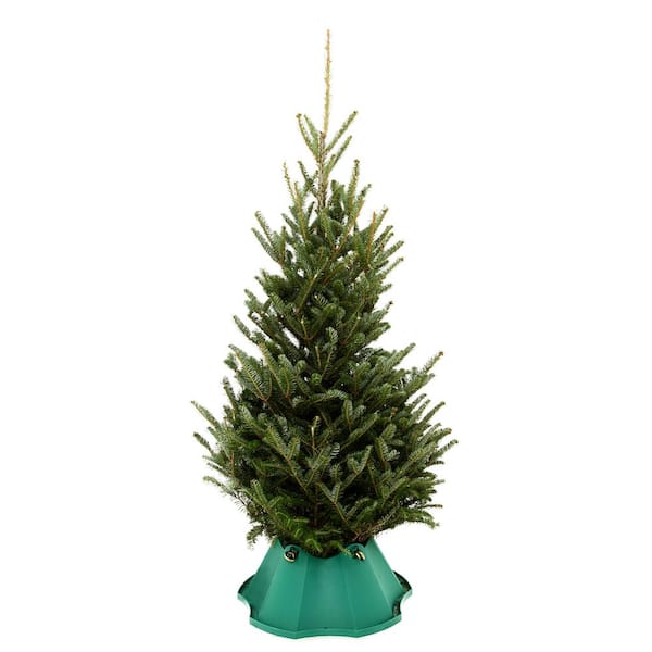 4 ft. to 5 ft. Freshly Cut Fraser Fir Live Christmas Tree (Real, Naturally-Grown)