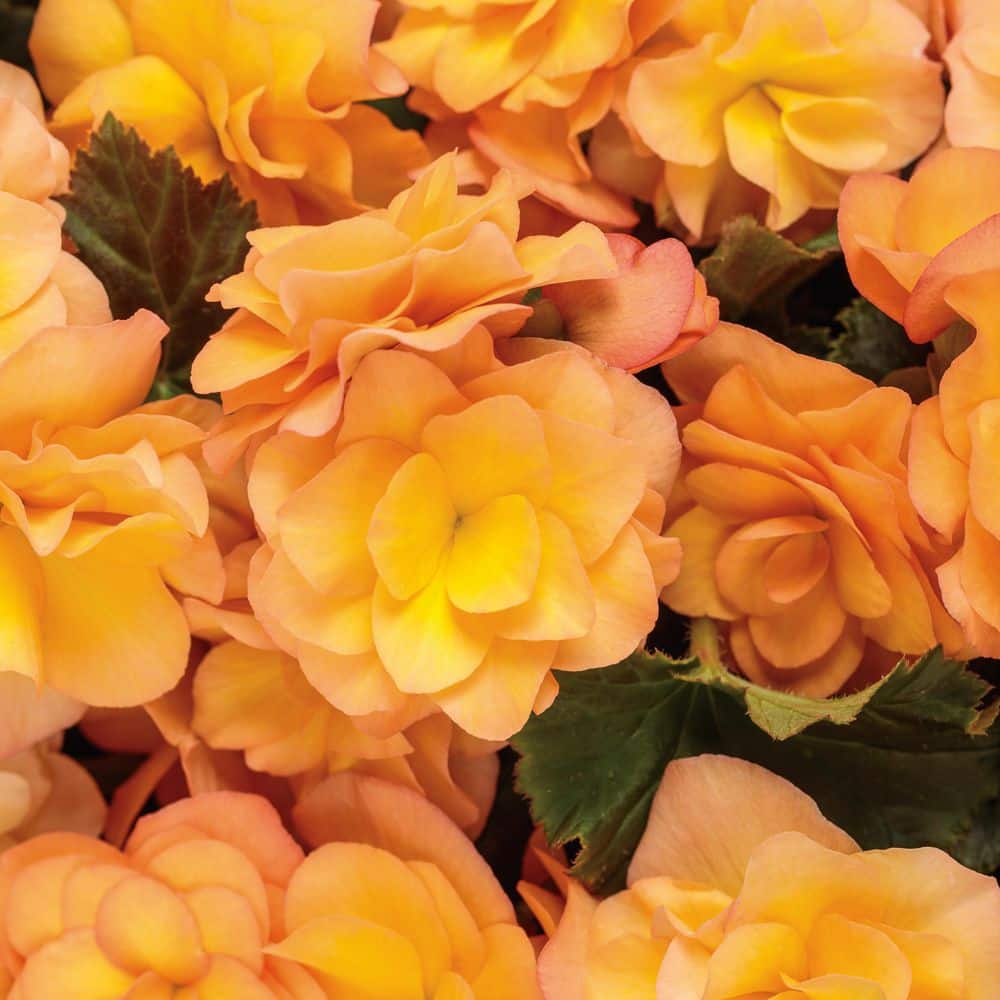 4.25 in. Eco+ Grande Solenia Apricot Rieger Begonia (Begonia x Hiemalis) Live Annual Plant with Orange Flowers 4-Pack price history on PriceWatchPro