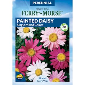 Painted Daisy Single Mixed Colors Flower Seed