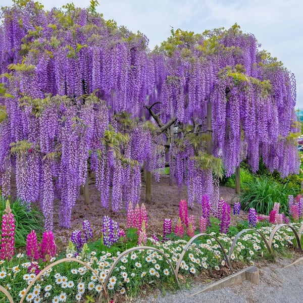 national PLANT NETWORK 1 gal. Wisteria Amethyst Falls Plant with Purple  Flowers HD1105