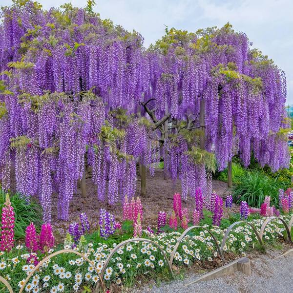 national PLANT NETWORK 1 gal. Wisteria Amethyst Falls Plant with Purple  Flowers (4-Pack) HD1105B
