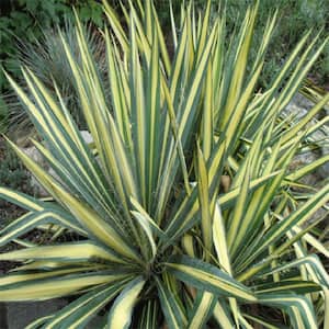 2.25 Gal. Color Guard Yucca Plant with Creamy White and Dark Green Foliage