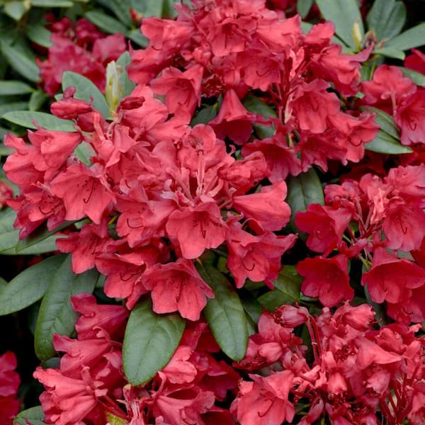 national PLANT NETWORK 2.5 Qt. Hershey Orange Azalea Plant
