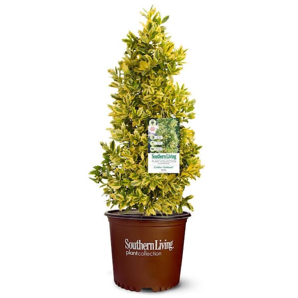 SOUTHERN LIVING 2.5 Qt. Golden Oakland Holly Tree with Pyramidal Yellow and Green Variegated Foliage
