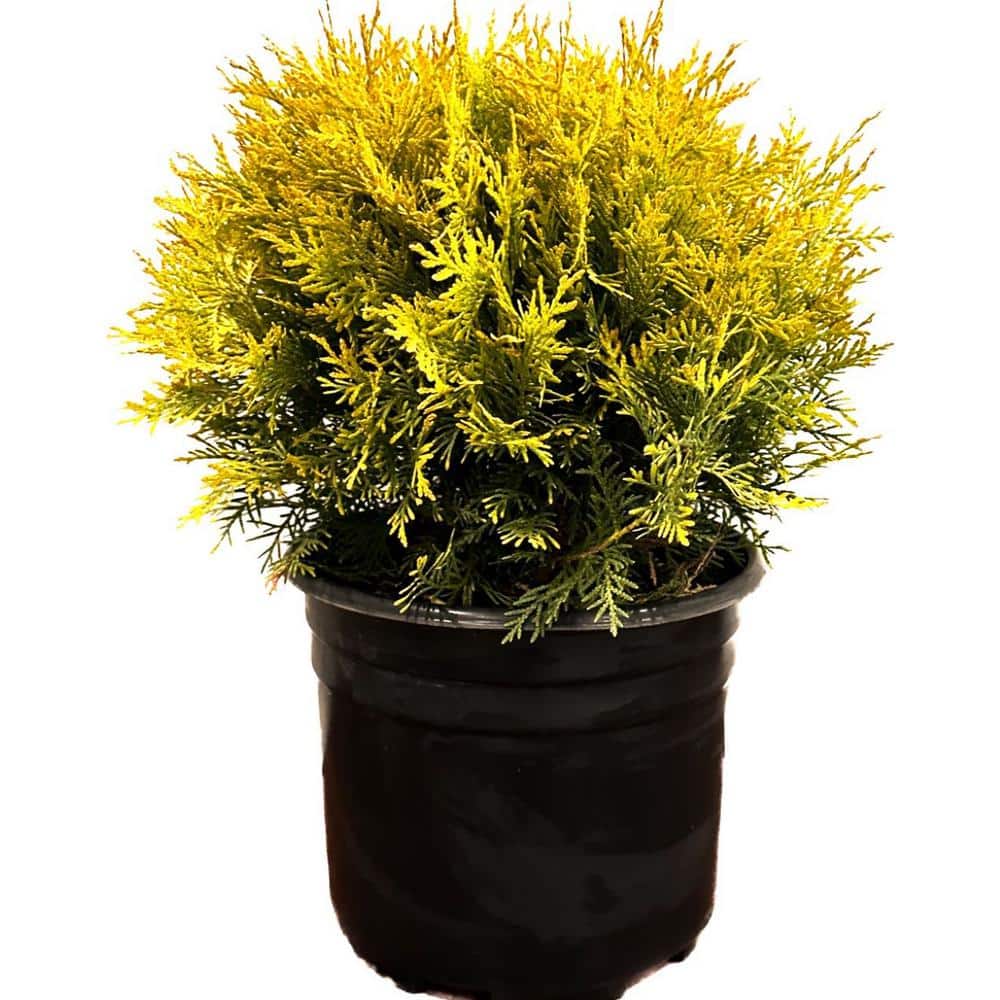 2.25 Gal. Golden Globe Arborvitae Evergreen Shrub With Bright Yellow Foliag