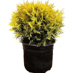 2.25 Gal. Golden Globe Arborvitae Evergreen Shrub With Bright Yellow Foliage (1 each)