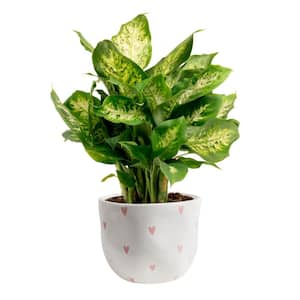 Dieffenbachia Indoor Plant in 6 in. White and Pink Hearts Ceramic Planter, Avg. Shipping Height 1-2 ft. Tall