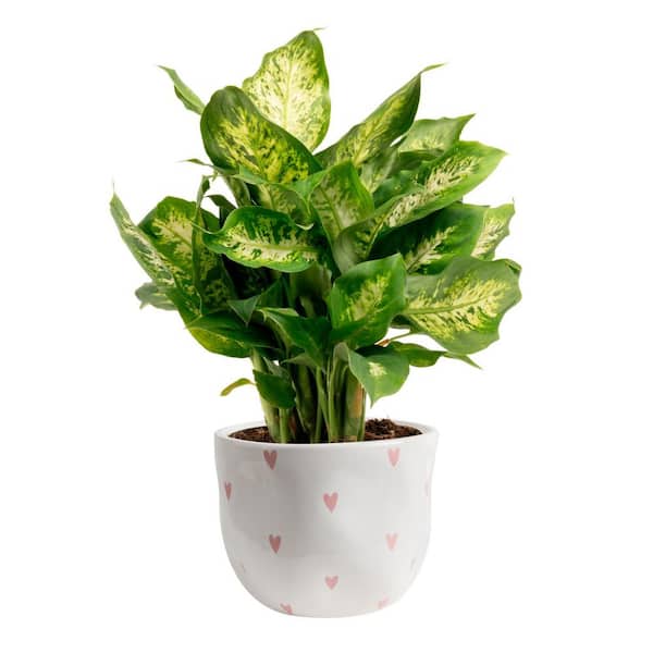 Costa Farms Dieffenbachia Indoor Plant in 6 in. White and Pink Hearts Ceramic Planter, Avg. Shipping Height 1-2 ft. Tall
