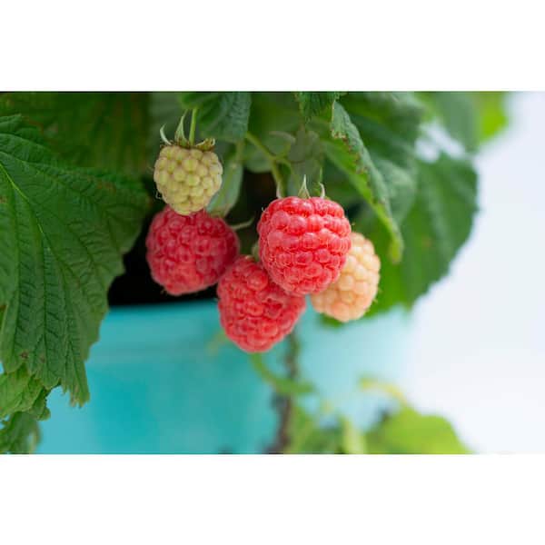 BUSHEL AND BERRY 2 Gal. Bushel and Berry Raspberry Shortcake Raspberry Thornless Live Plant Shrub