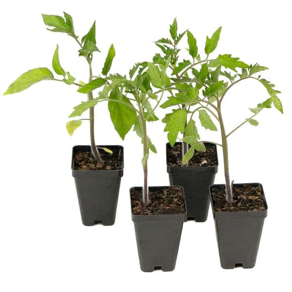 national PLANT NETWORK 2.5 in. Compact Tomato Plant Collection (4-Pack)