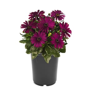 Annual Osteospermum Purple 2.5 qt. - (1-Pack)