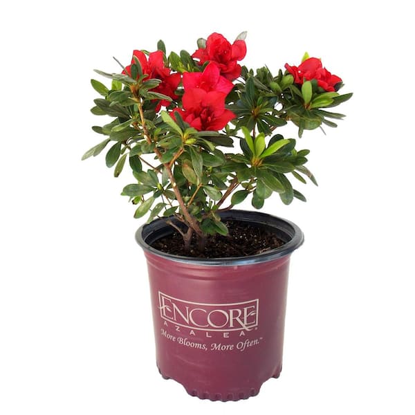 EVERDE GROWERS 8 in. Azalea Fire