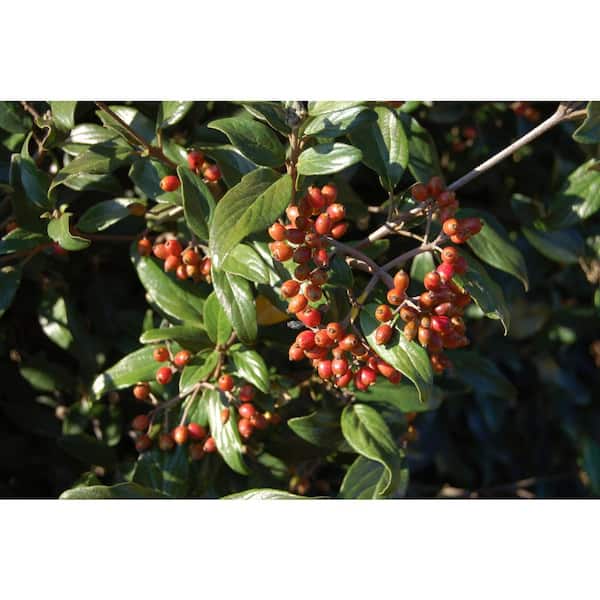 2 Gal. Pearlific Evergreen Viburnum Shrub, White Fragrant Flowers, Glossy Leaves, Red Berries Mature to Blue-Black